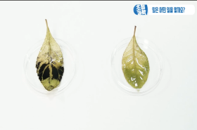 sample image 11