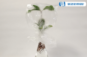 sample image 11