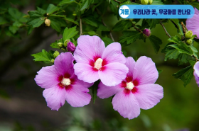 sample image 11
